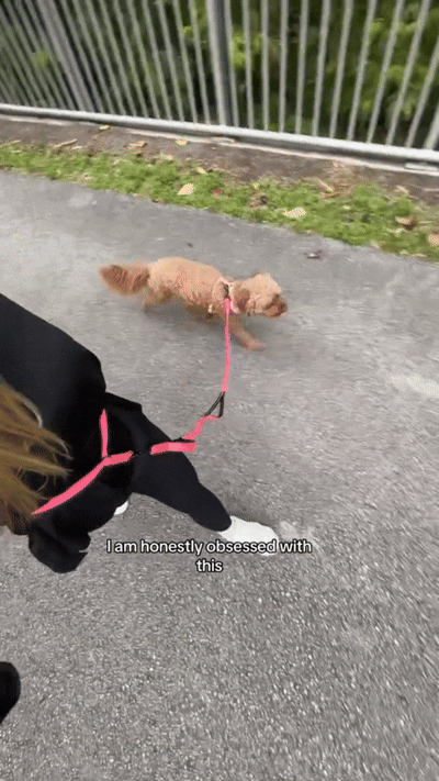 The TrailLink System - Adjustable Hands-Free Dog Leash with Storage | TrailLinkGear