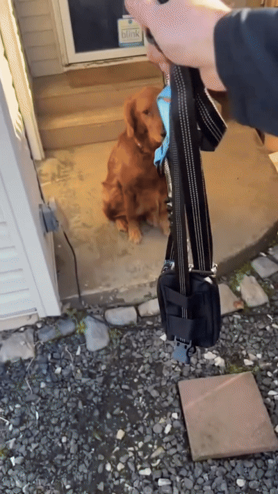 The TrailLink System - Adjustable Hands-Free Dog Leash with Storage | TrailLinkGear